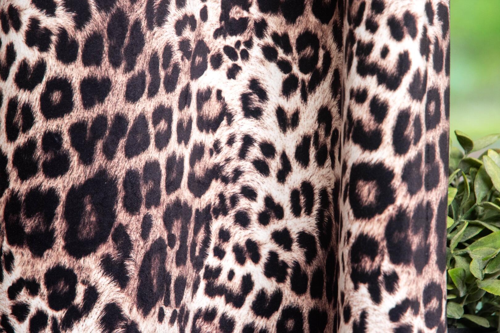 Leopard Collection Wildlife Collection Leopard